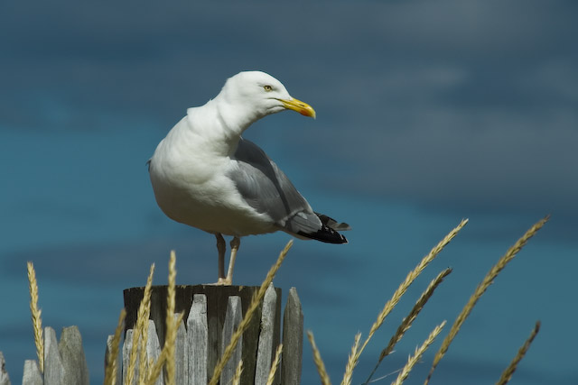  Larus argentatus