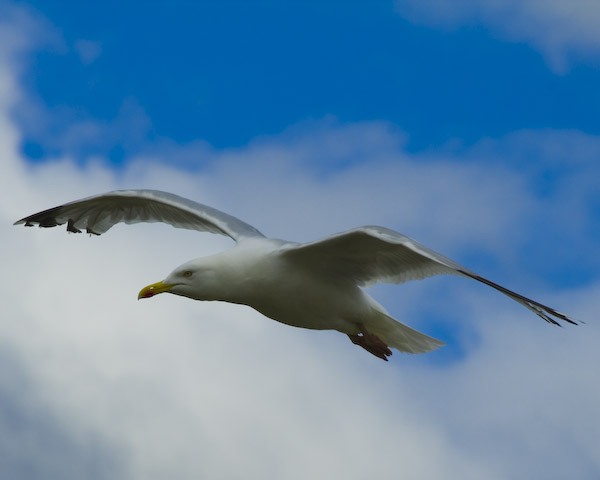  Larus argentatus