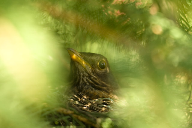  Turdus merula