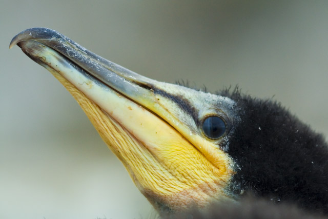  Phalacrocorax aristotelis