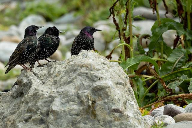  Sturnus vulgaris