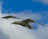 Larus argentatus