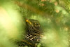  Turdus merula