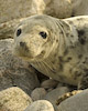  Phoca vitulina