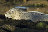  Phoca vitulina