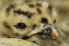  Larus argentatus